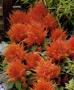 Seminte profesionale Celosia Plumosa - Creasta cocosului - imagine 48933